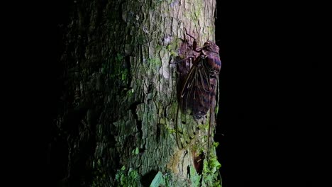 This-Giant-Cicada-Climbing-a-Tree-in-the-Night,-Megapomponia-intermedia,-found-in-the-jungles-of-Thailand