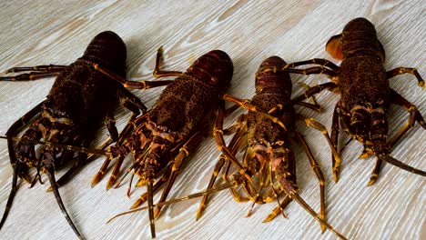 four red-brown spiny crayfish lying together; high-angle static