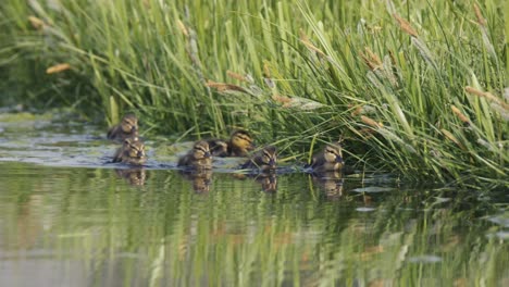 ducklings in the marsh