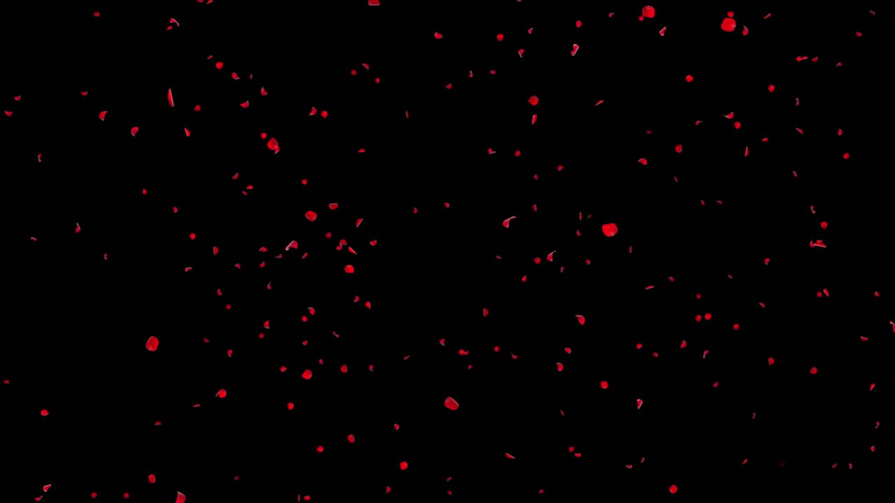 Pink red romantic flying rose flower petals spring season for st valentines day mothers day wedding