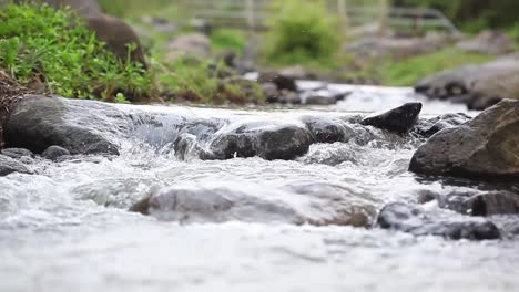 Close-up-view-mountain-stream-with-black-stones