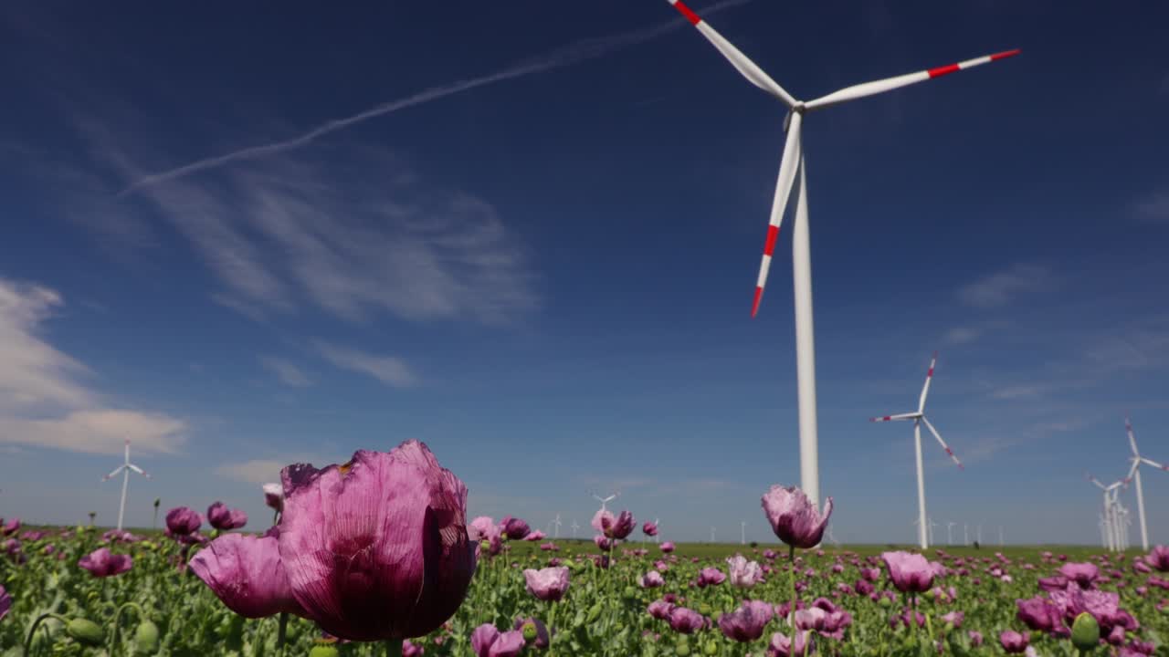 View on young green poppy heads and flowers, several windmills, wind generators, turbines in background