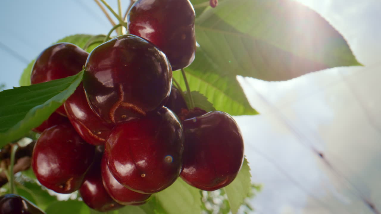 ramas maduras de cerezas colgantes, dulces bayas madurando en el huerto del jardín de verano.