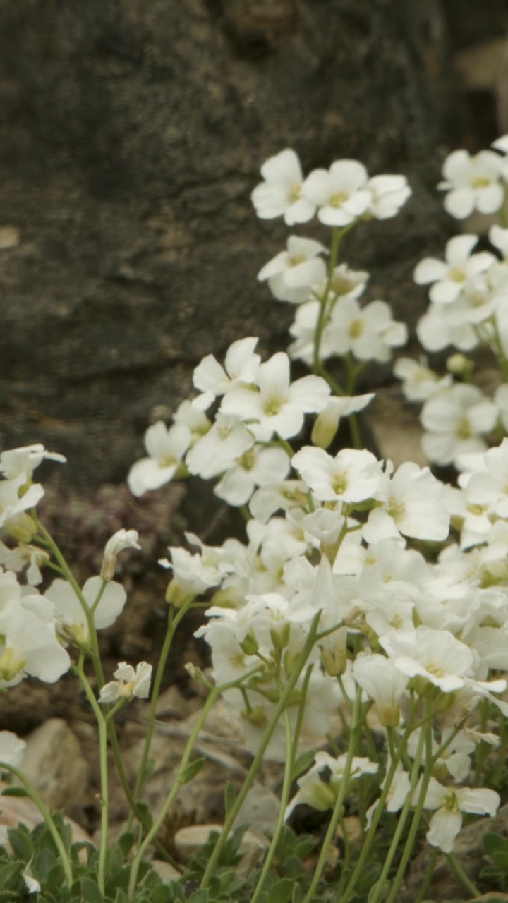 Human hand gently touches small white wildflowers growing by rocky ground outdoors