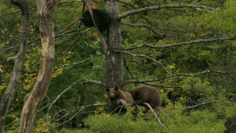 cinnamon bears cubs up high in a pine tree