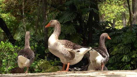 beautiful park with chickens, and a duck pond