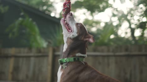 mezcla de pitbull terrier marrón y blanco salta después de la cuerda colgando de un árbol con una valla de madera en el fondo