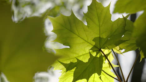 green maple leaves swaying in the wind