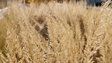 close up of wheat crop field in urban environment sunny light with great bokeh in new york city high line