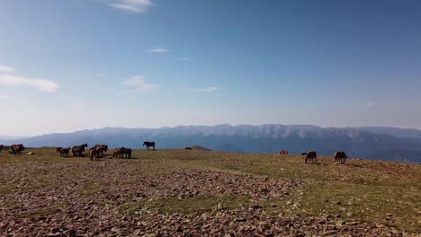 top of the mountain with horses eating grass