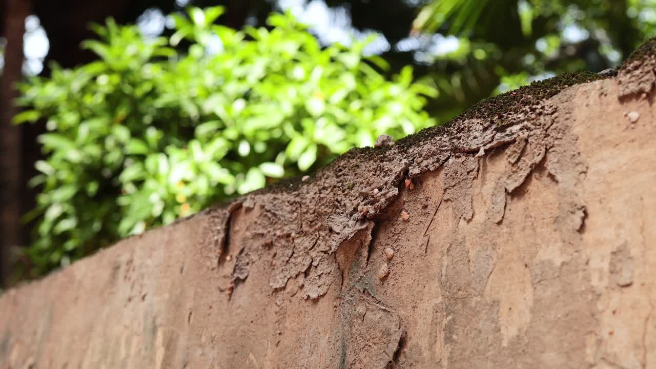 질이 있는 벽 가장자리를 따라 움직이는 개미