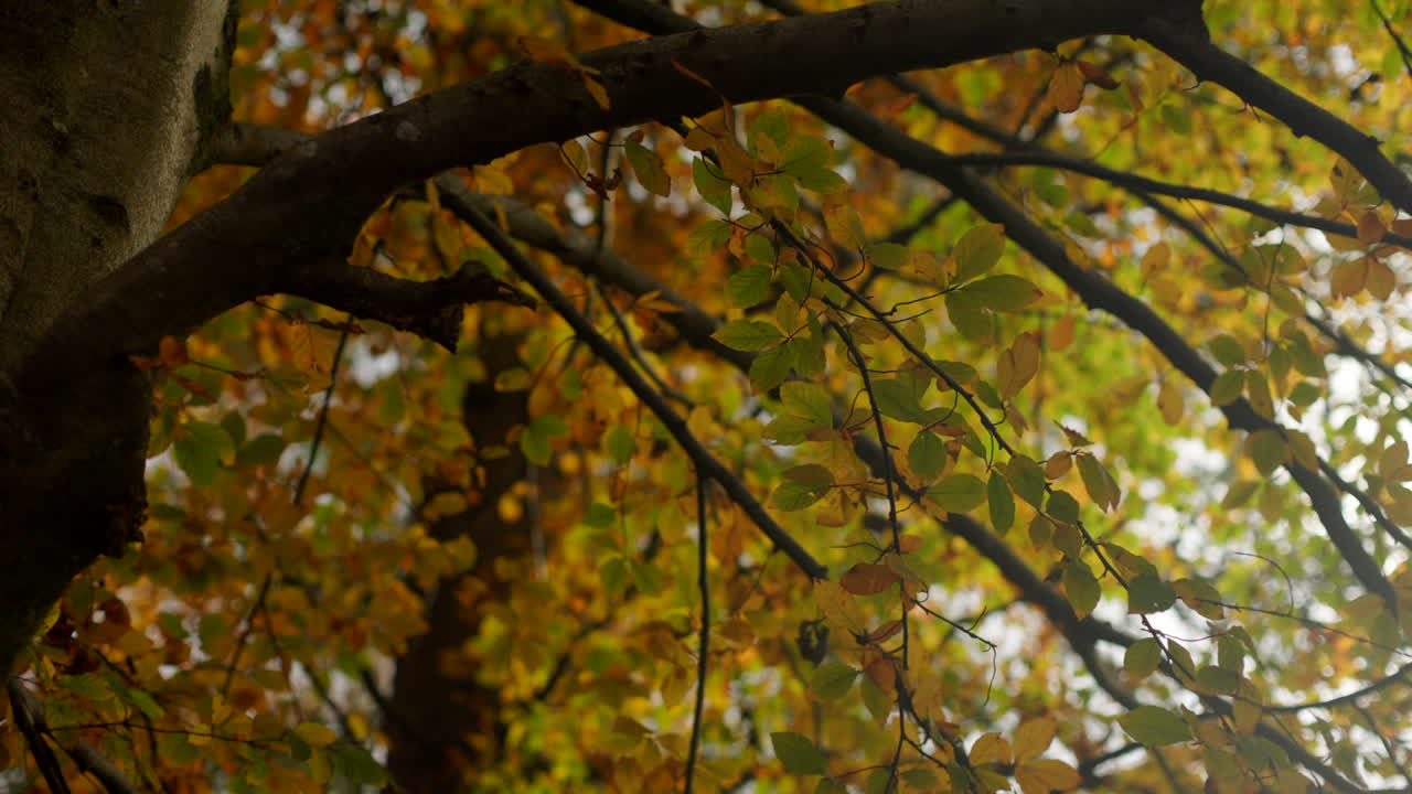 Static medium view of autumn trees with beautifully colored foliage