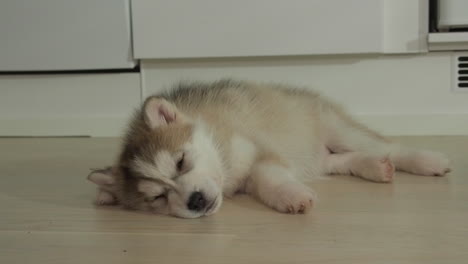 husky sleeps and trembles restlessly on the floor and shakes paws