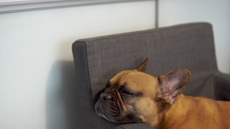 pedestal shot showing sleepy french bulldog indoors on chair in living room,close up