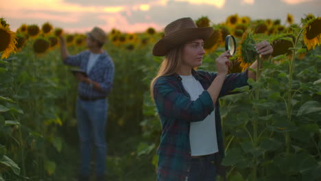 Zwei-Junge-Biologen-Untersuchen-Bei-Sonnenuntergang-Auf-Einem-Feld-Mit-Einer-Lupe-Eine-Sonnenblume.-Sie-Schreiben-Ihre-Grundlegenden-Eigenschaften-Auf-Ein-Tablet.