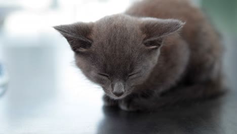 pequeño gatito gris sentado en la mesa de los veterinarios