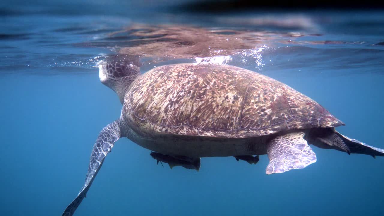거대한 암 은 큰 바다 거북이가 산호초 사이에 깊은 파란 바다에서 수영하고, 공기를 흡입하기 위해 표면으로 올라갑니다.