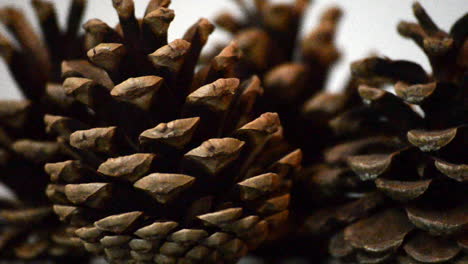 close up of pine cones