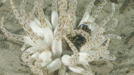 Un-Nudibranquio-Se-Protege-De-Los-Tentáculos-Venenosos-De-Una-Anémona-De-Mar-Bajo-El-Agua