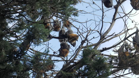 fruit bat scratches itself while upside down in a tree, slow motion