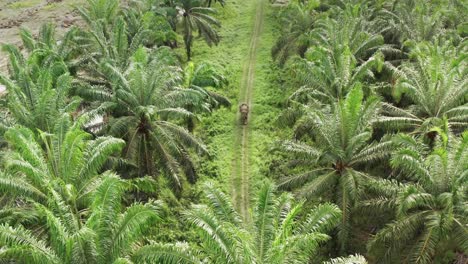 An-elephant-alone-in-the-Borneo-jungle,-front-drone-shot