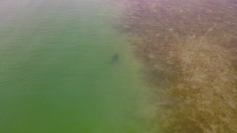delfines a la caza cerca de isla del sol en florida