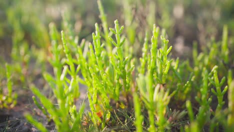 planta verde joven enfocada que brota del suelo en europa occidental