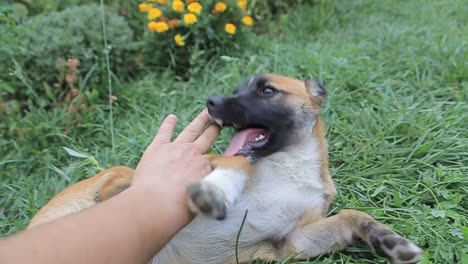 puppy playing in the grass