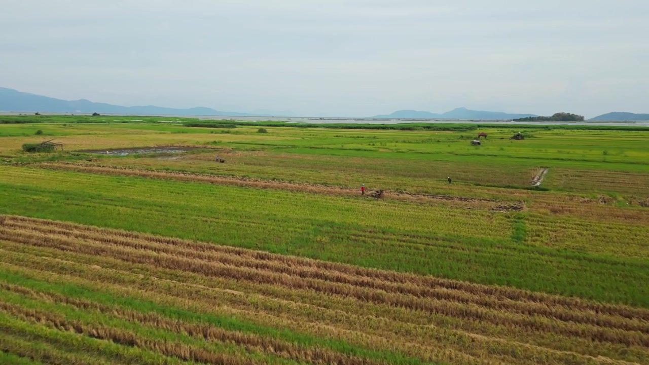 Filmato aereo cinematografico della coltivazione del riso a Morong, Rizal, con lavoratori agricoli che coltivano risaie e curano i raccolti.