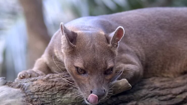 A Fossa Resting On A Tree Branch - Medium Side View Slowmo Shot