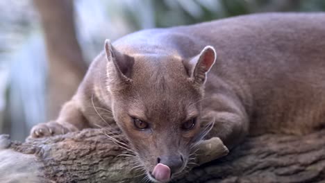 Eine-Fossa,-Die-Auf-Einem-Baumzweig-Ruht---Mittlere-Seitenansicht,-Zeitlupenaufnahme