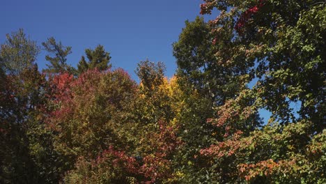 panning shot of dense colorful leaves in early autumn of new england against a blue sky