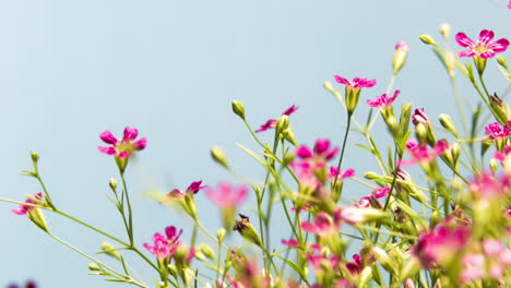 Delicadas-Flores-De-Color-Rosa-Rojo-Pastel-Floreciendo-Y-Girando,-Fondo-De-Cielo-Azul,-Lapso-De-Tiempo-Con-Poca-Profundidad-De-Campo