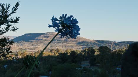 Flor-Azul-Con-Hermoso-Fondo-De-Montaña