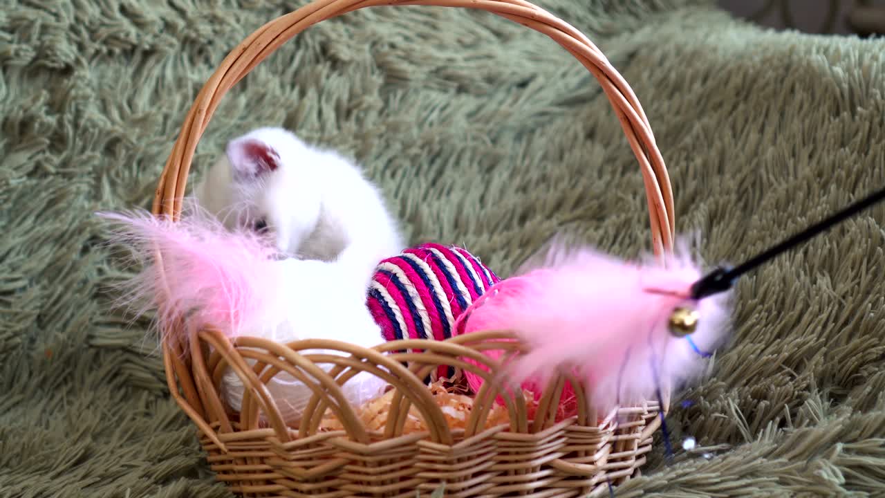 gatito británico de pelo corto sentado en la canasta y jugando con juguete de plumas en el palo