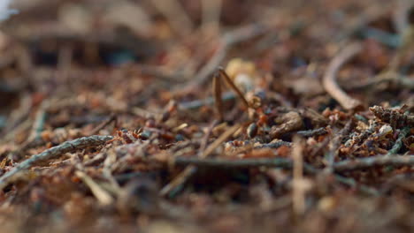 Tiny-ants-crawling-in-nest-on-brown-autumn-season-ground-grass-in-macro-forest.