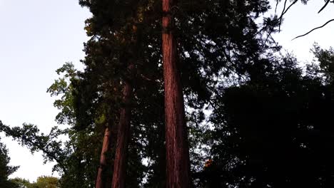 Super-tall-pine-trees-in-a-forest-in-Heidelberg-Germany