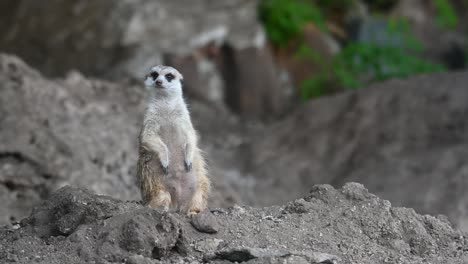 meerkat, suricata suricatta, 4k footage