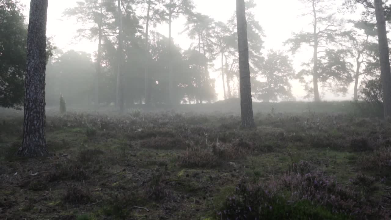 안개 숲의 해가 뜨는 것