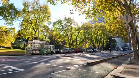 cars driving on a tree-lined road