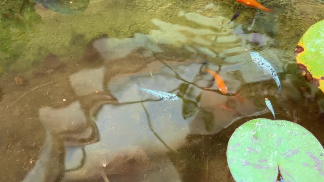 Colorful fishes in the home made pond