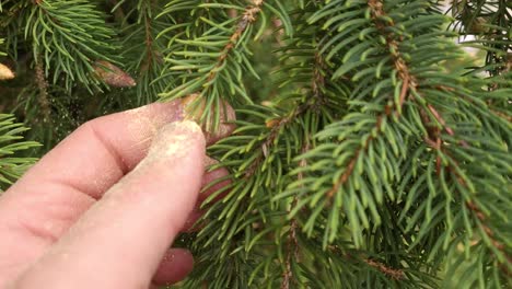 person touch and spreads spruce tree pollen, close up view