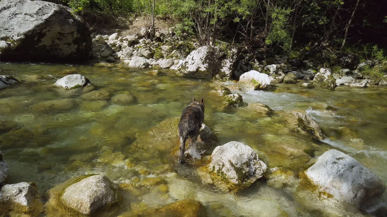 perro pastor alemán trepando en una roca de río - toma de cardán