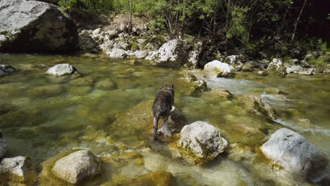 German-shepherd-dog-climbing-on-a-river-rock-–-gimbal-shot