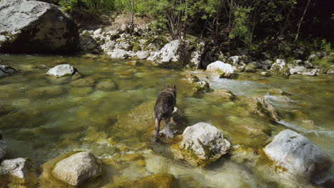 Perro-Pastor-Alemán-Trepando-En-Una-Roca-De-Río---Toma-De-Cardán