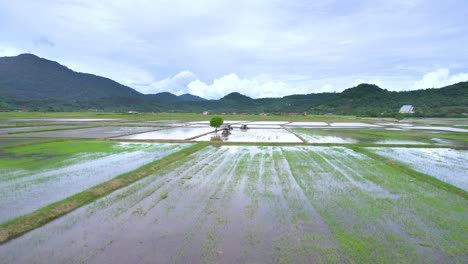 Drone-Volando-Más-Allá-De-Los-Tractores-En-Los-Campos-De-Arroz-En-El-Campo-De-Arroz-Inundado