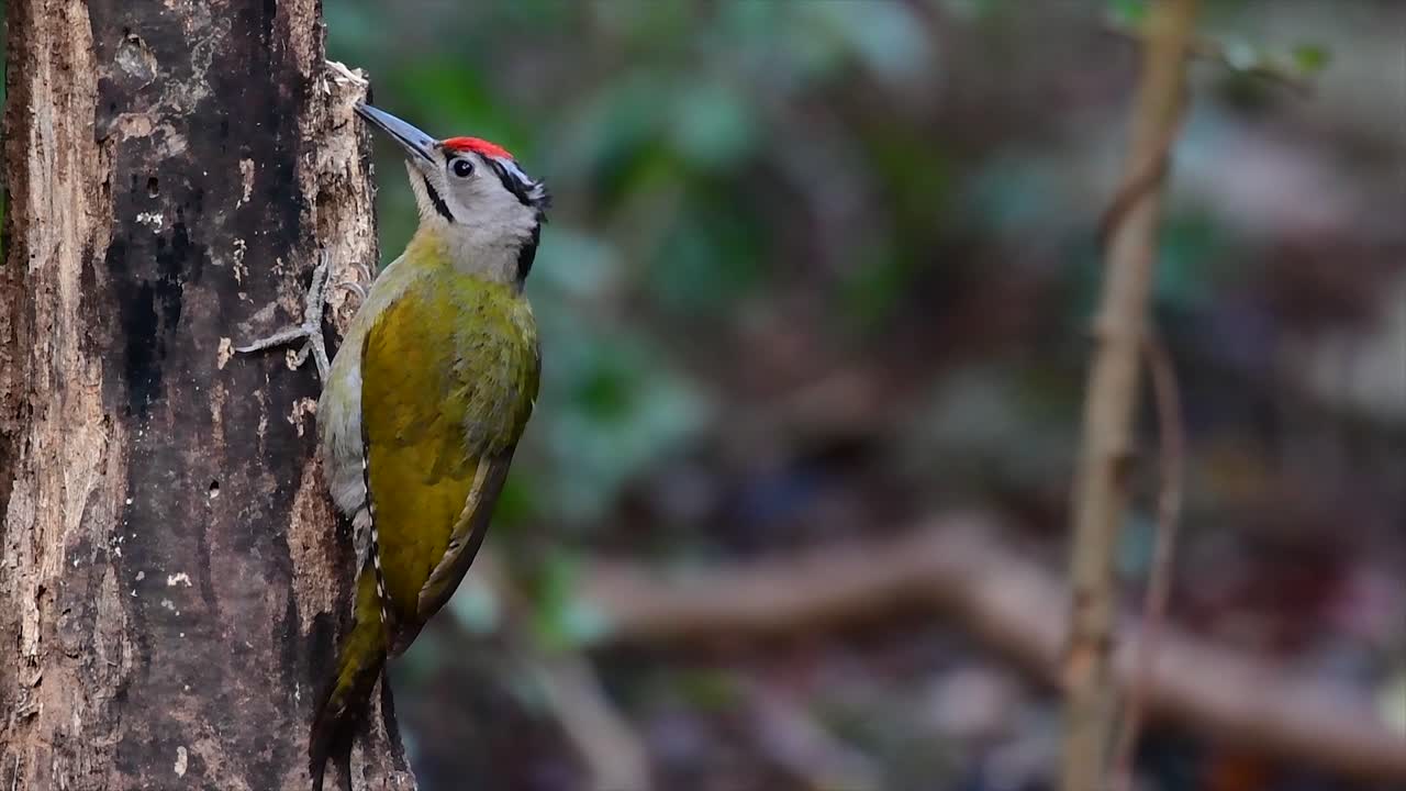 Il Picchio testagrigia, chiamato anche Picchio facciagrigia, si trova in molti parchi nazionali della Thailandia ed è molto particolare nella scelta del suo habitat per poter prosperare