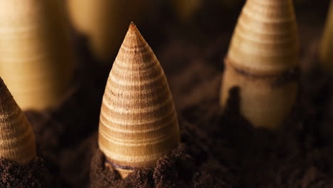 close-up of bamboo shoots emerging from soil