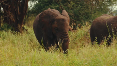 african elephant in the savanna