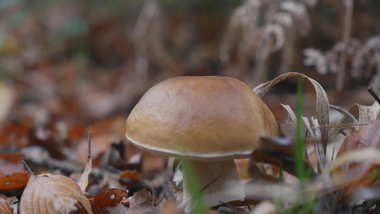 Detailed macro close-up shot of a wild mushroom growing among autumn leaves and moss on the forest floor in an old growth Slovenian woodland, soft natural light, tranquil and earthy ambiance.